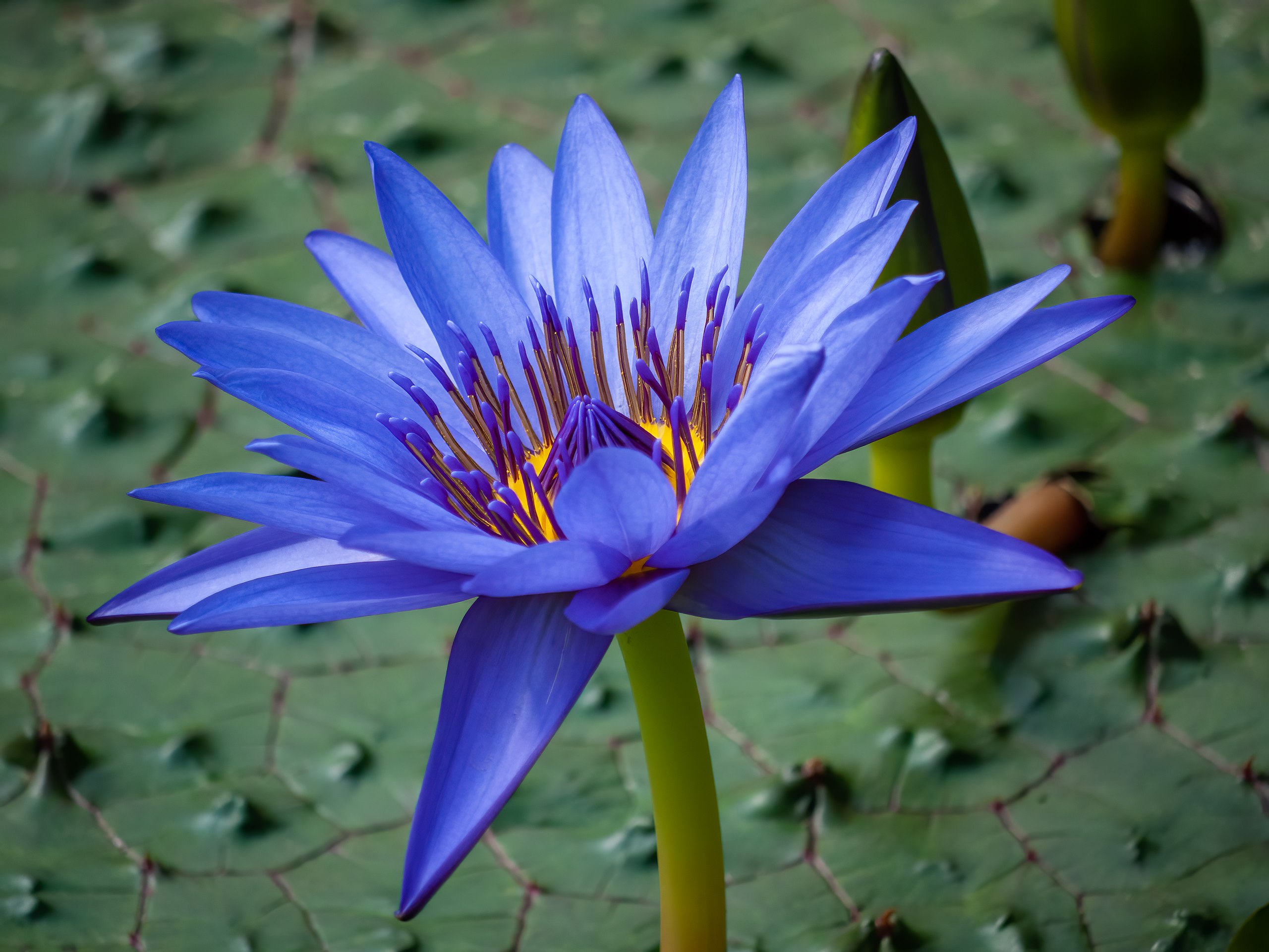 Blue Lotus by Ermell, via Wikimedia Creative Commons